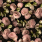 Begonia Roze BS1W-2950