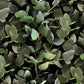 Eucalyptus Groen BS3W-2952
