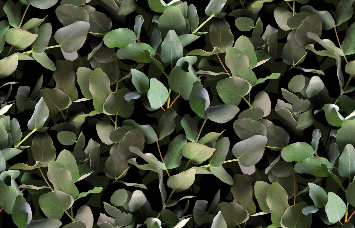 Eucalyptus Groen BS3W-2952