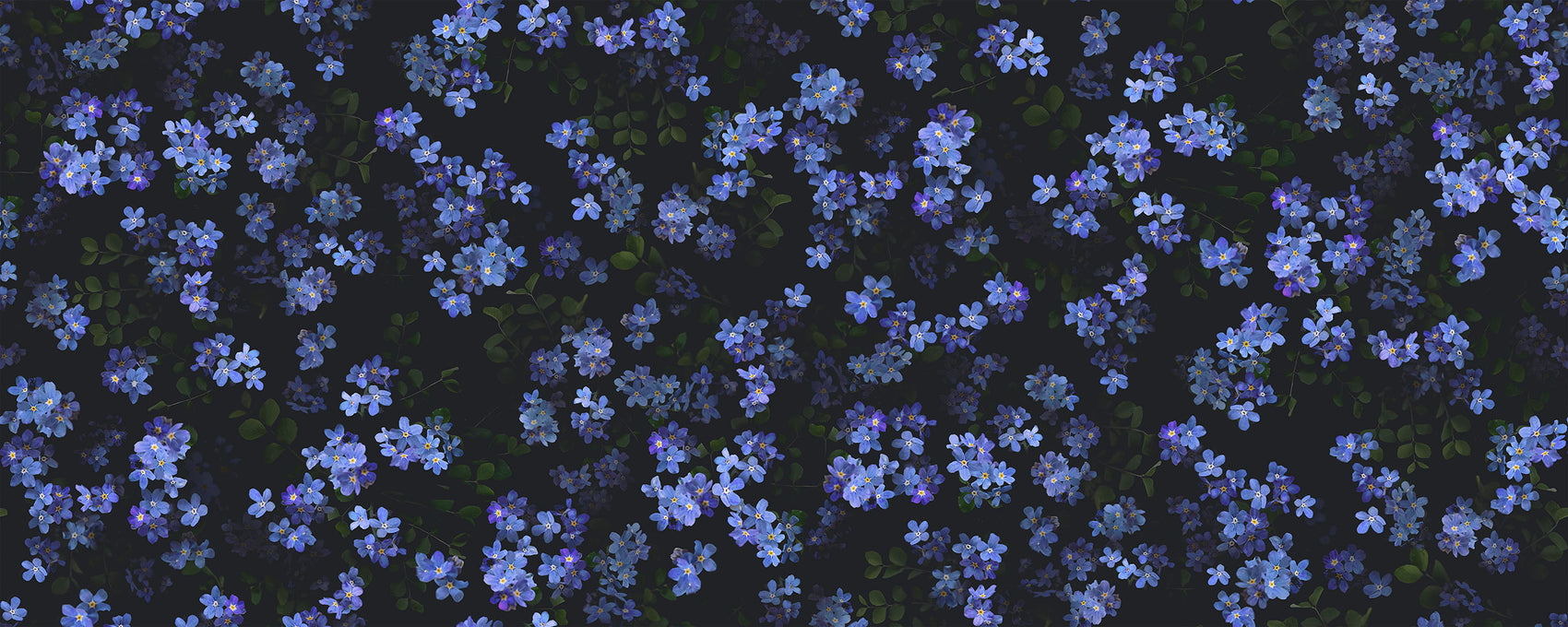 Vergeet-Mij-Niet Blauw BS6W-2952