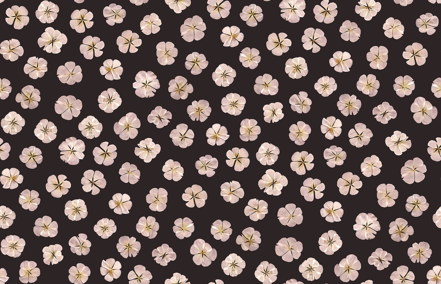 Witte Bloemen Roze BS5W-2954