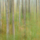 Oktoberbjörkar Groen BS1W-2977