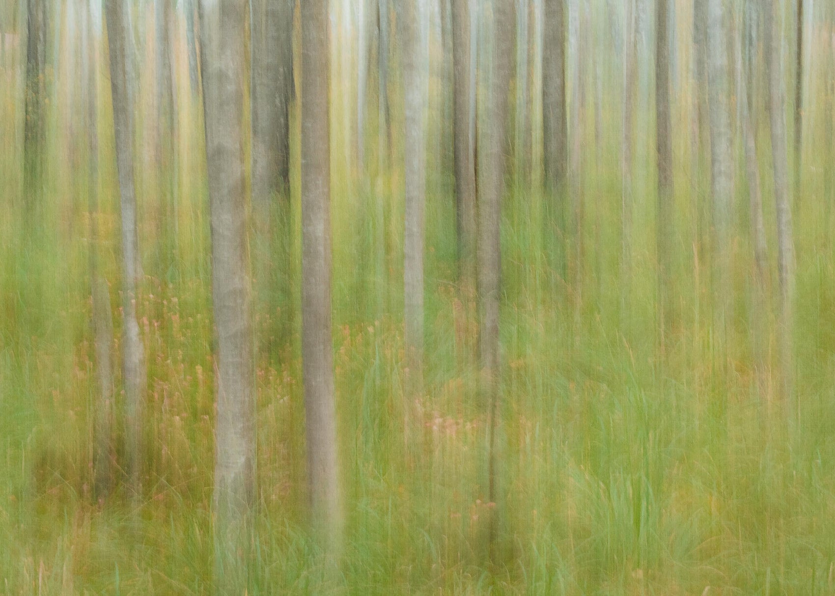 Oktoberbjörkar Groen BS1W-2977