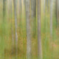 Oktoberbjörkar Groen BS1W-2977