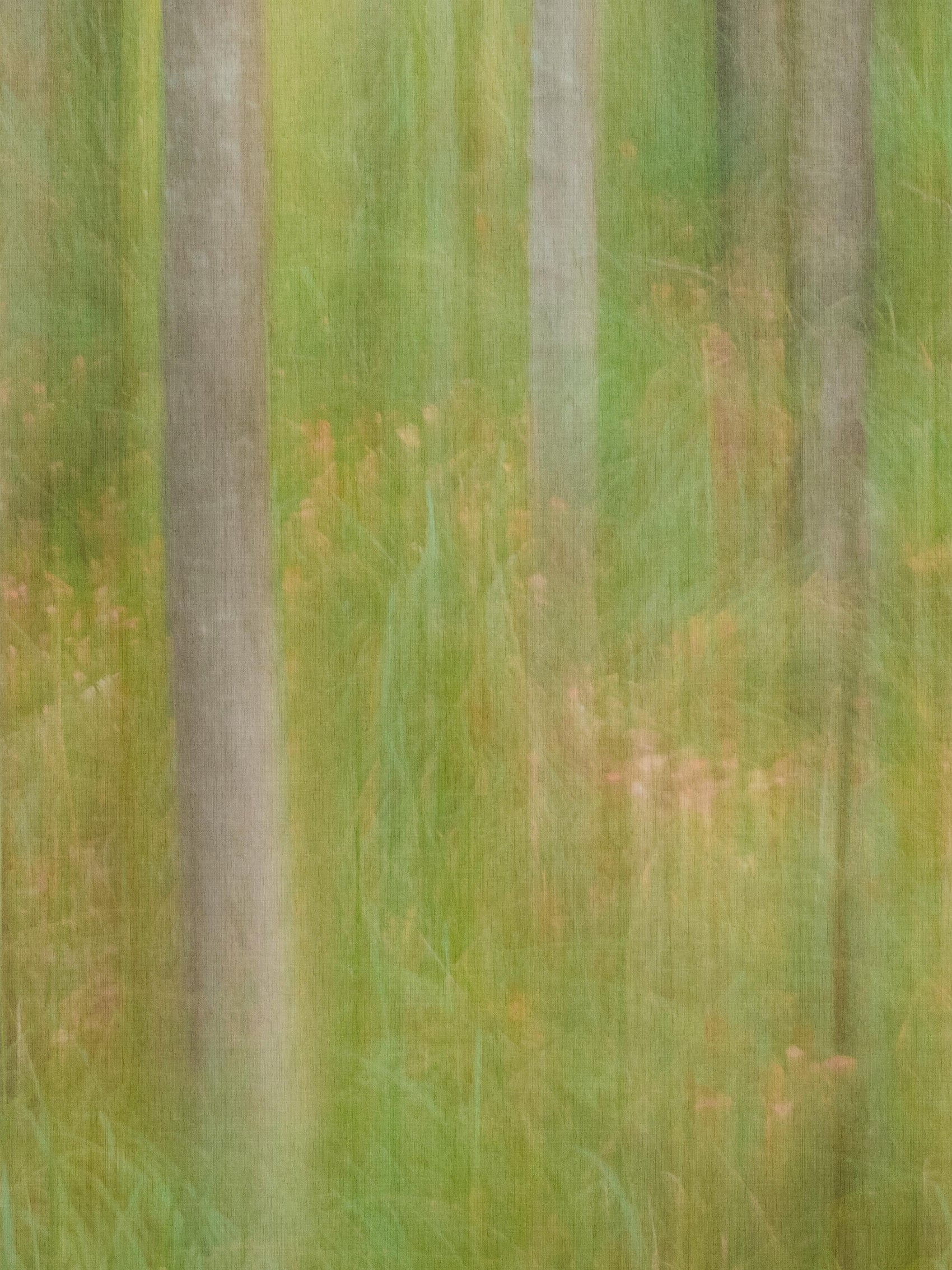 Oktoberbjörkar Groen BS1W-2977