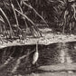 Mangrovebos NH250005