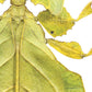 Wandelend blad NH250011