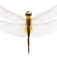Grote libelle NH250013