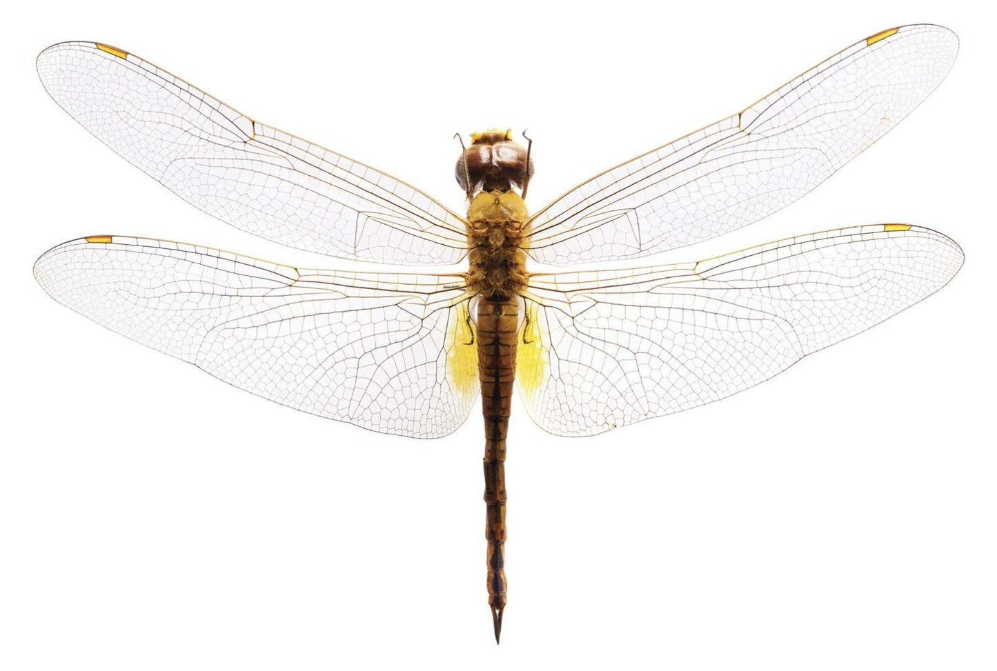 Grote libelle NH250013