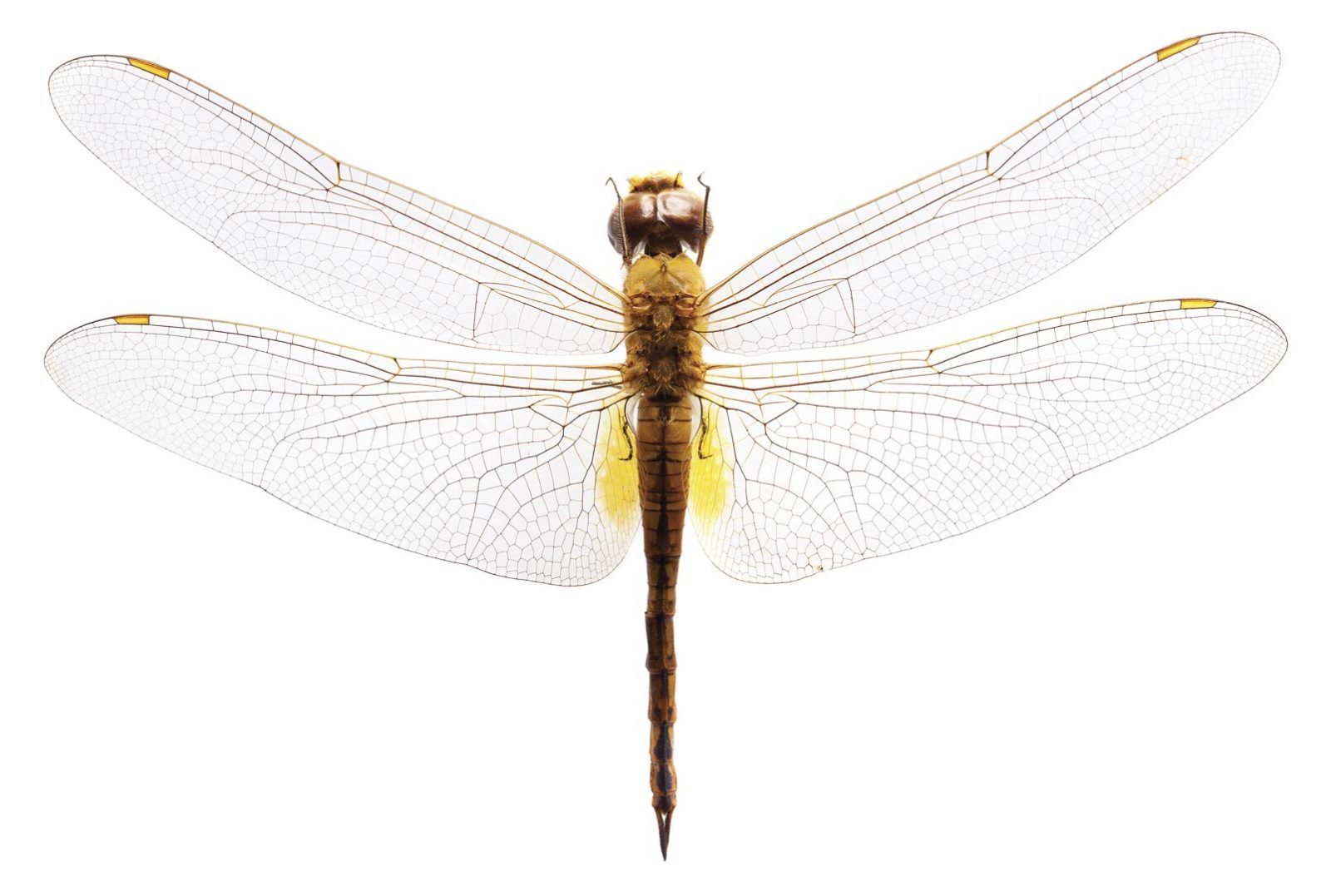 Grote libelle NH250013