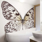 Idea Leuconoe NH250015