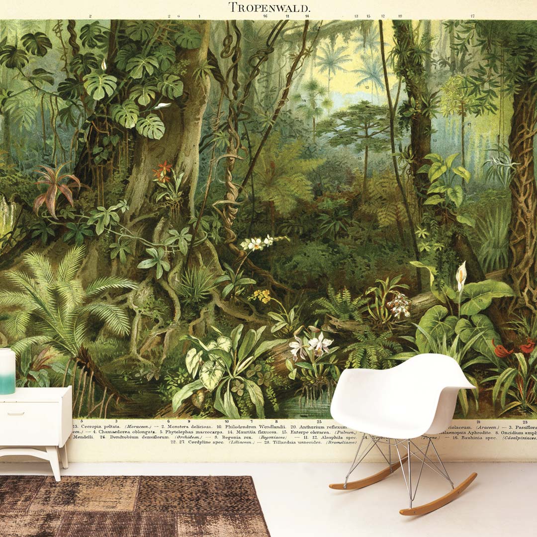 Tropisch regenwoud NH250017