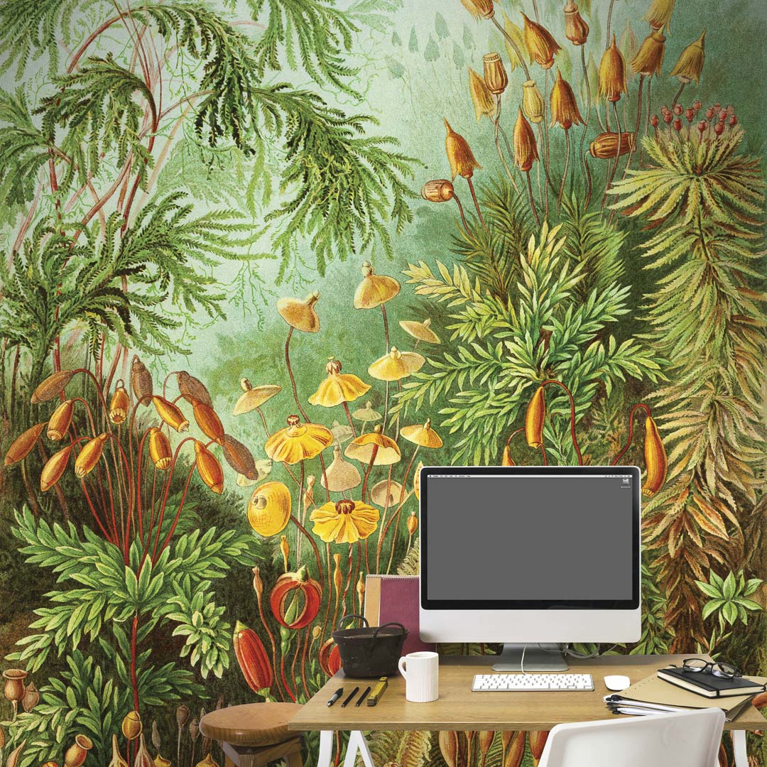 Haarmos door Ernst Haeckel NH250018