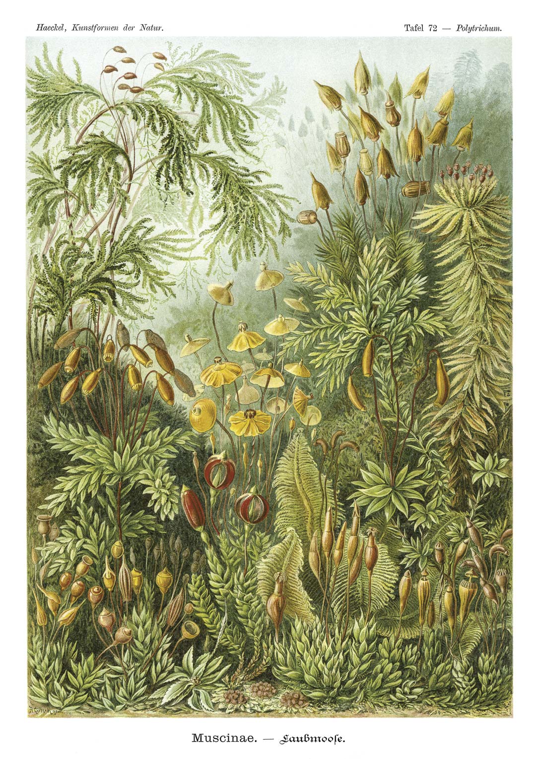 Haarmos door Ernst Haeckel NH250018