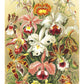Orchideeën van Ernst Heackel NH250019