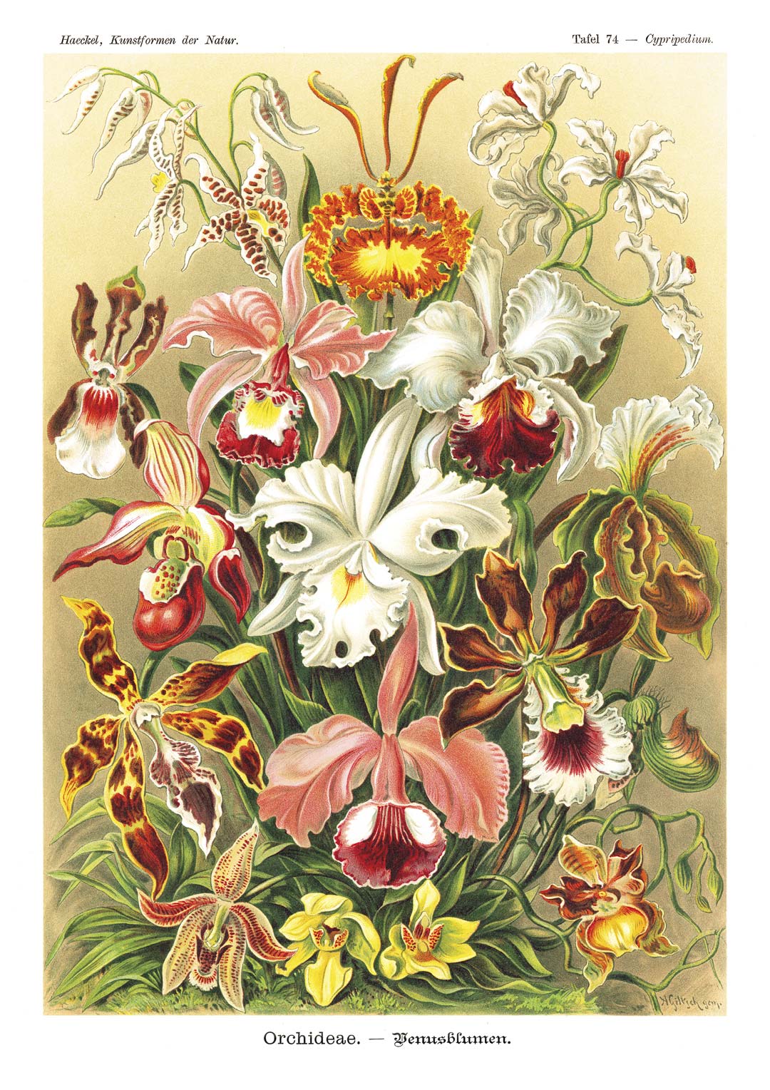 Orchideeën van Ernst Heackel NH250019
