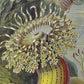 Zee-anemonen door Ernst Haeckel NH250020