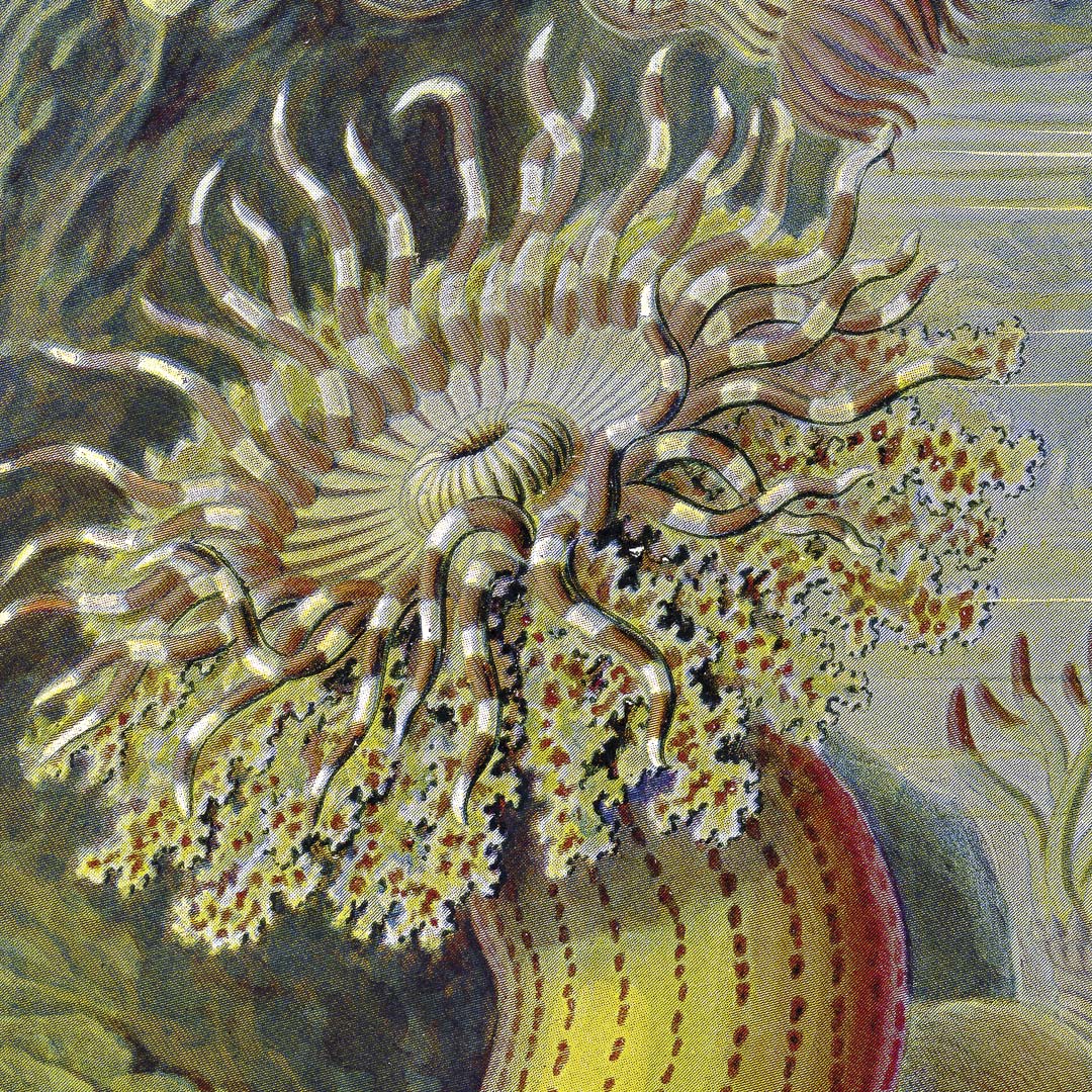 Zee-anemonen door Ernst Haeckel NH250020