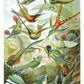 Kolibries door Ernst Haeckel NH250024