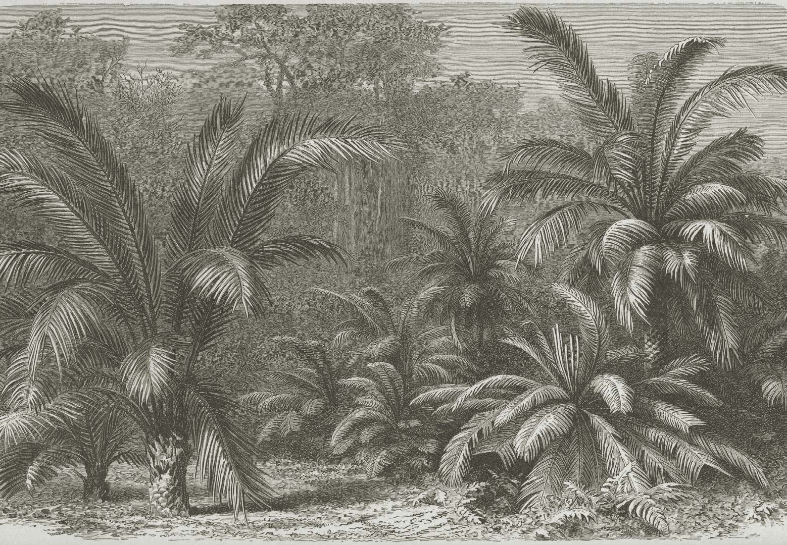 Palmvarens of cycadeeën - levende fossielen NH250029