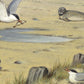 Aan het strand NH250064
