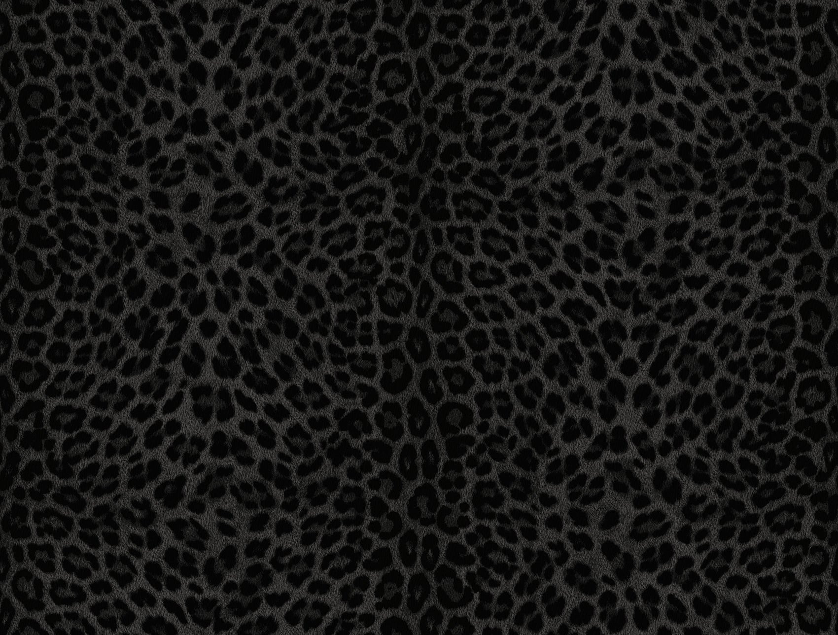 Zwart Dieren - ZM31-0081 - Image1 - Philipp Plein 2 - Z81031